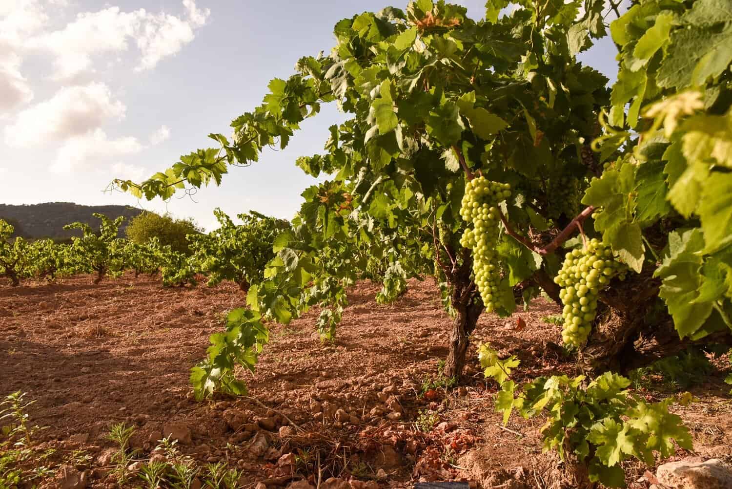 Sant Pere de Ribes Grapes