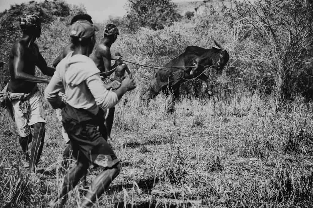 The Zebu War by Rijasolo, Riva Press. 2022 Photo Contest, Africa, Long-Term Projects. The Zebu War by Rijasolo, Riva Press. 2022 Photo Contest, Africa, Long-Term Projects.