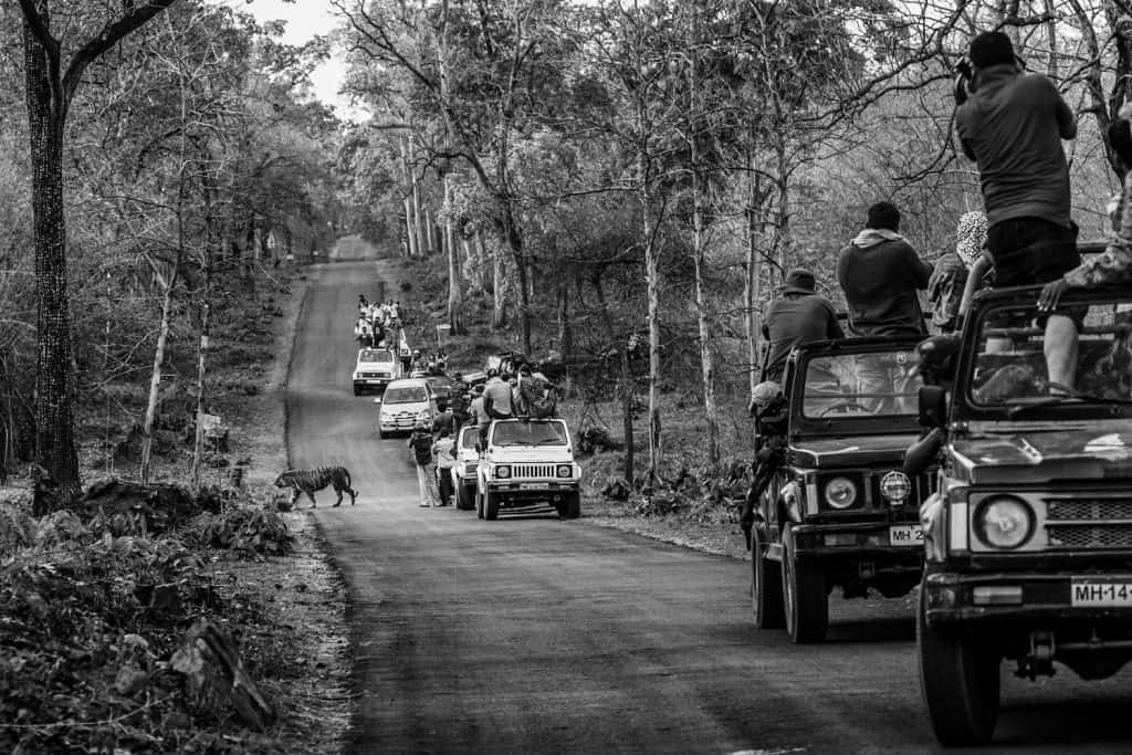 Boundaries: Human-Tiger Conflict by Senthil Kumaran (2022 Photo Contest, Asia, Long-Term Projects). Boundaries: Human-Tiger Conflict by Senthil Kumaran (2022 Photo Contest, Asia, Long-Term Projects).
