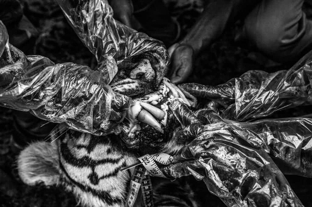 Boundaries: Human-Tiger Conflict by Senthil Kumaran (2022 Photo Contest, Asia, Long-Term Projects). Boundaries: Human-Tiger Conflict by Senthil Kumaran (2022 Photo Contest, Asia, Long-Term Projects).