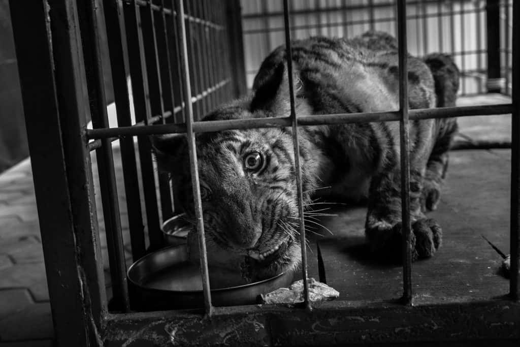 Boundaries: Human-Tiger Conflict by Senthil Kumaran (2022 Photo Contest, Asia, Long-Term Projects). Boundaries: Human-Tiger Conflict by Senthil Kumaran (2022 Photo Contest, Asia, Long-Term Projects).