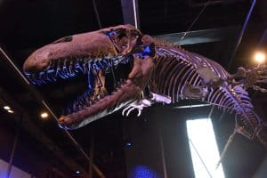 Mosasaur Replica at Museu Blau
